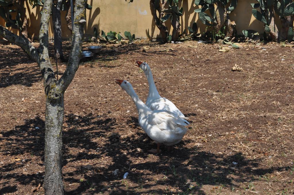 Bed & Breakfast Giardini Di Marzo Lecce Bagian luar foto
